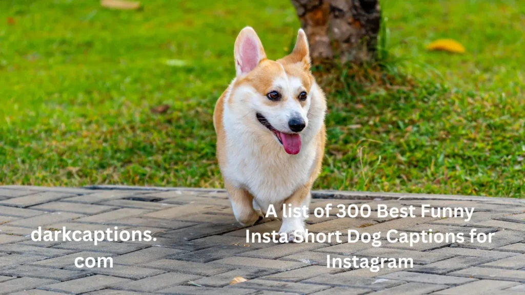 Funny Insta Short Dog Captions for Instagram