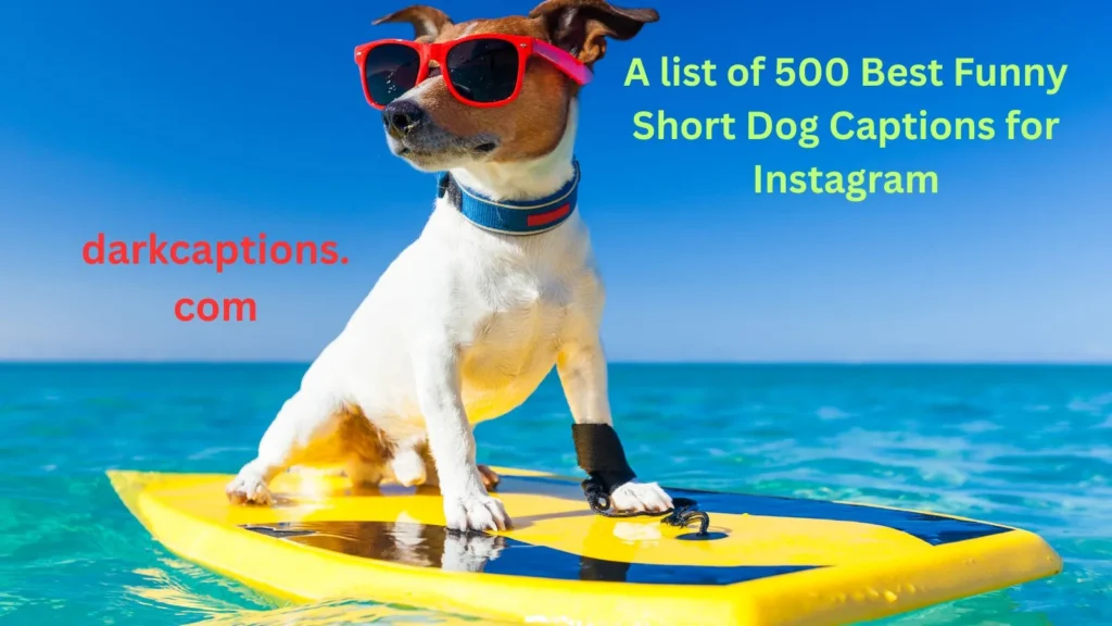 Funny Short Dog Captions for Instagram