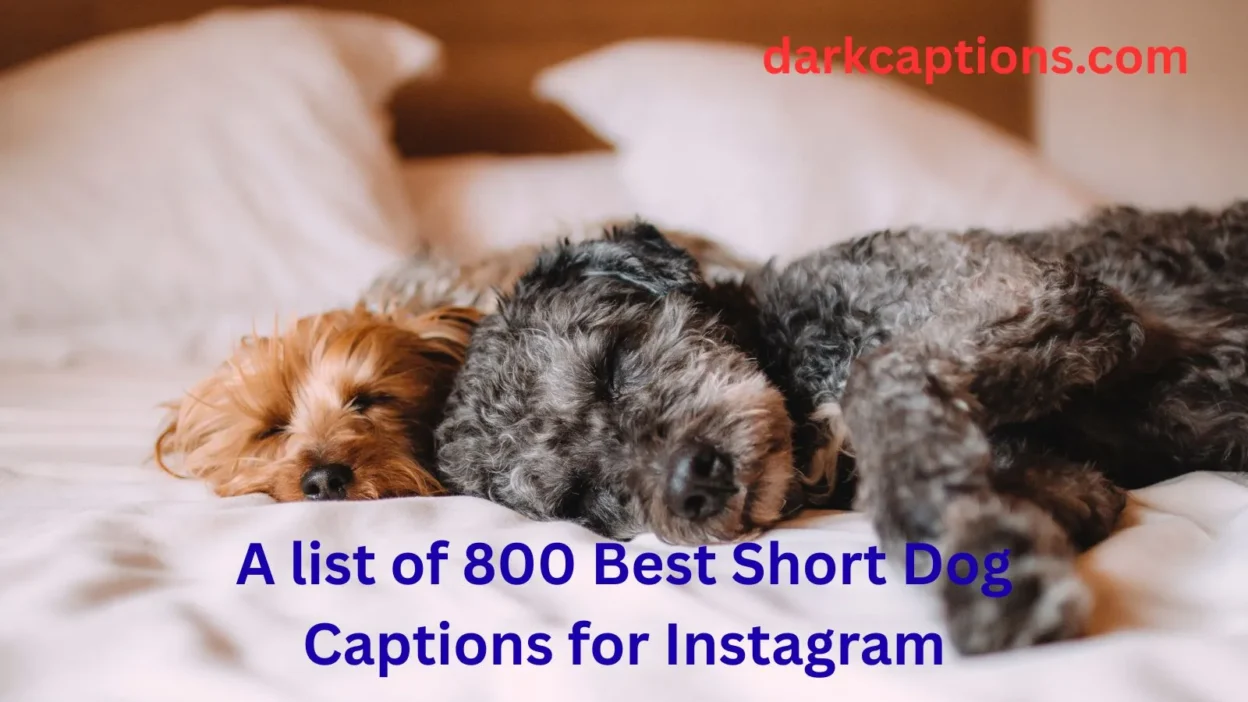 Short Dog Captions for Instagram