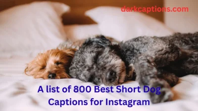 Short Dog Captions for Instagram