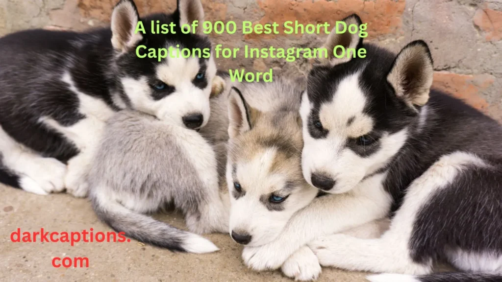 Short Dog Captions for Instagram One Word