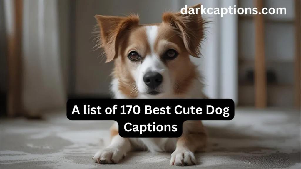 Cute Dog Captions