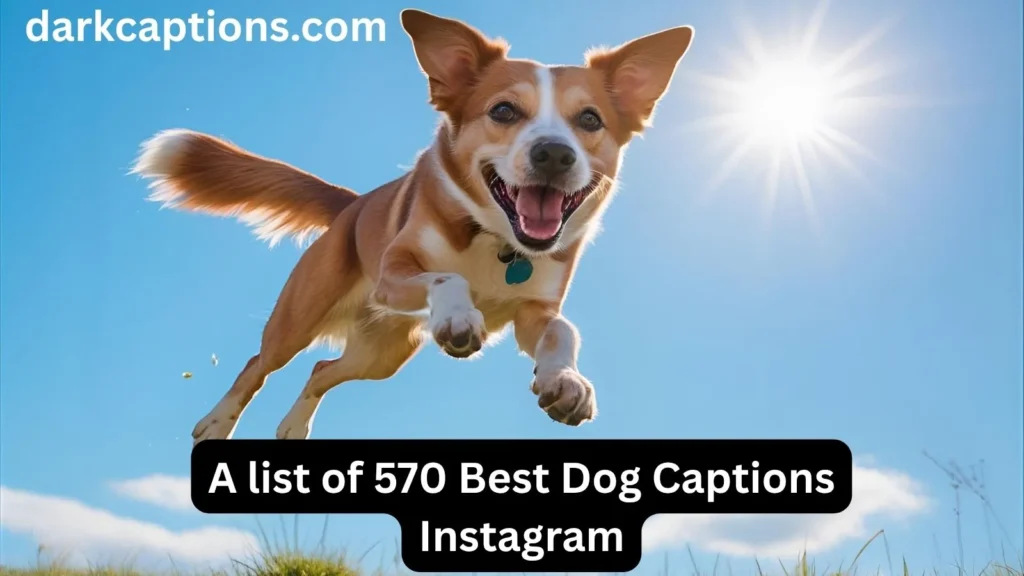 Dog Captions Instagram