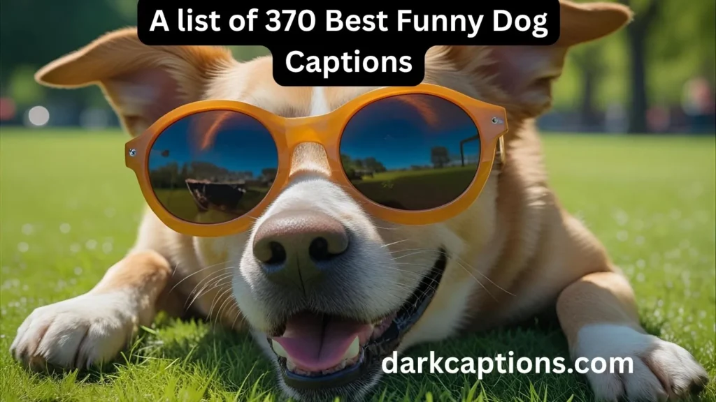 Funny Dog Captions