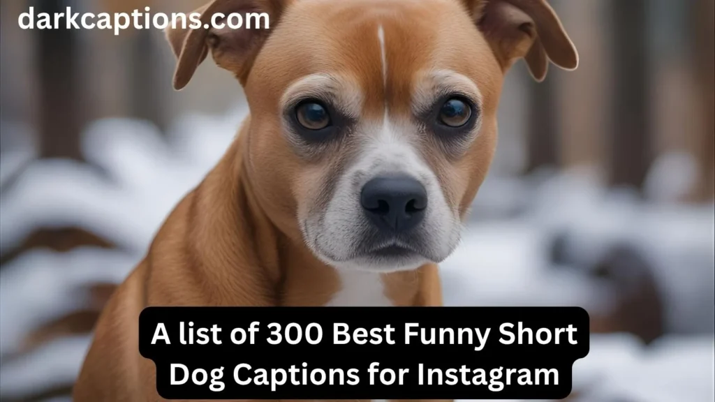 Funny Short Dog Captions for Instagram