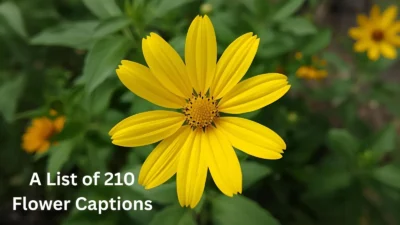 Flower Captions